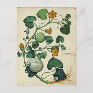 Pompoenen Squash  Botanische Print Briefkaart