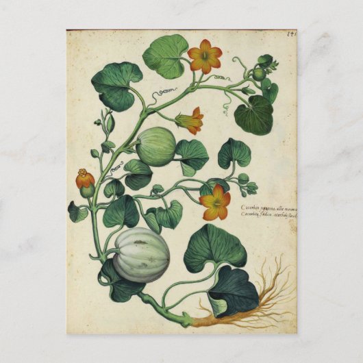 Pompoenen Squash Botanische Print Briefkaart (Voorkant)