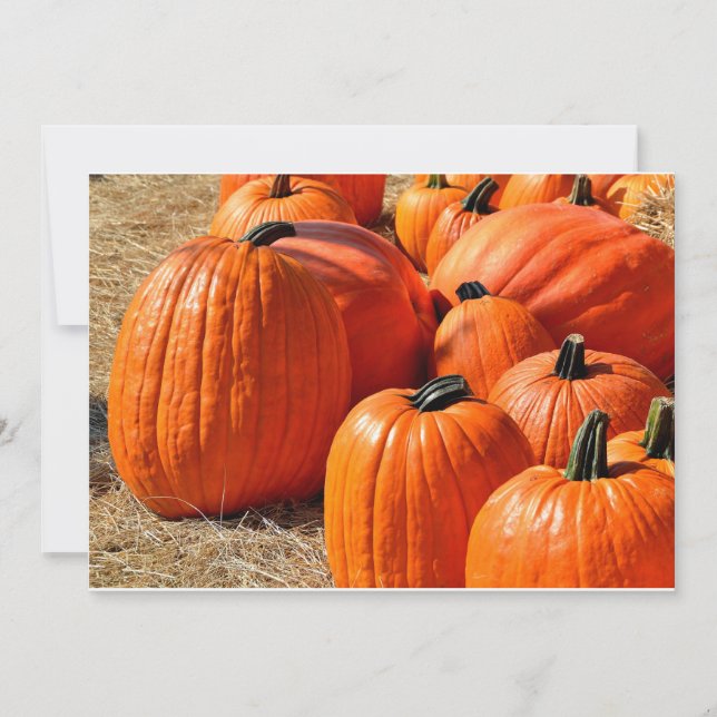 pompoenen te koop (Voorkant)