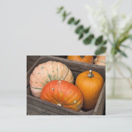 Pompoenen te koop briefkaart (Staand voorkant)