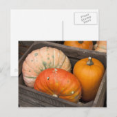 Pompoenen te koop briefkaart (Voorkant / Achterkant)