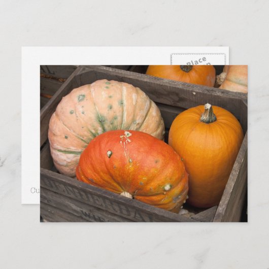 Pompoenen te koop briefkaart (Voorkant / Achterkant)
