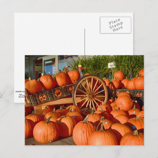 Pompoenen te koop briefkaart (Voorkant / Achterkant)