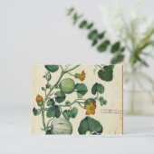 Pompoenen Vintage Botanische afdruk Briefkaart (Staand voorkant)
