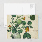 Pompoenen Vintage Botanische afdruk Briefkaart (Voorkant / Achterkant)
