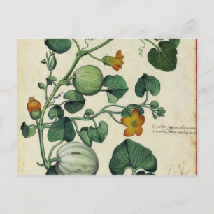 Pompoenen Vintage Botanische afdruk Briefkaart