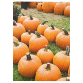 Pompoenen voor verkoop op de markt van een boer klembord (Achterkant)