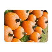 Pompoenen voor verkoop op de markt van een boer magneet (Horizontaal)