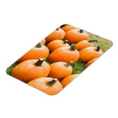 Pompoenen voor verkoop op de markt van een boer magneet (Linkerzijde)