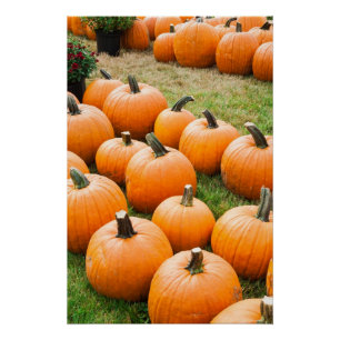 Pompoenen voor verkoop op de markt van een boer perfect poster