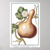  pompoenillustratie van Giorgio Bonelli Poster (Voorkant)