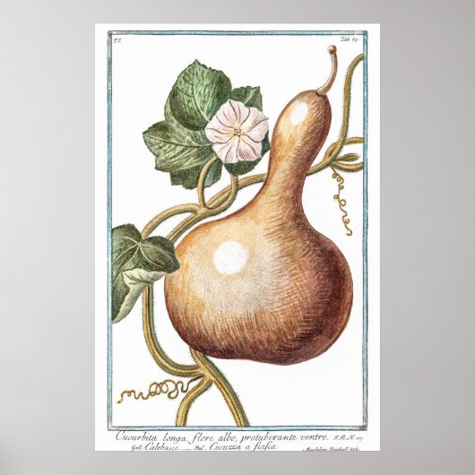 pompoenillustratie van Giorgio Bonelli Poster (Voorkant)