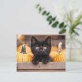 pompoenpatchkitten briefkaart (Staand voorkant)