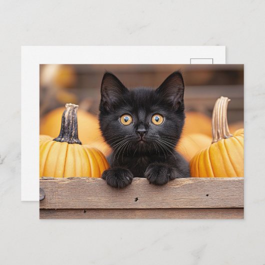 pompoenpatchkitten briefkaart (Voorkant / Achterkant)