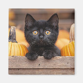 pompoenpatchkitten magneet (Voorkant)