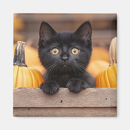 pompoenpatchkitten magneet (Voorkant)