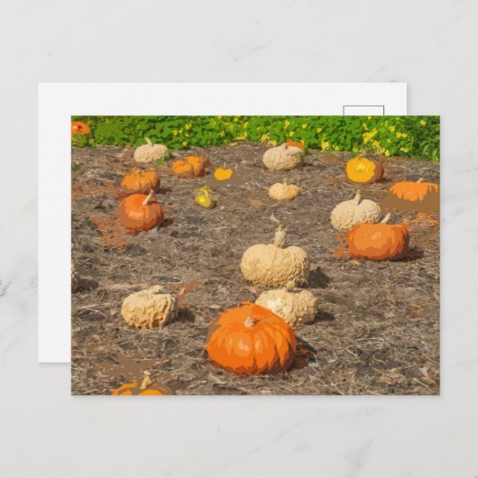 Pompoenpleister uitzicht briefkaart (Voorkant / Achterkant)