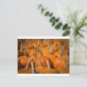 Pompoenplukken Briefkaart (Staand voorkant)