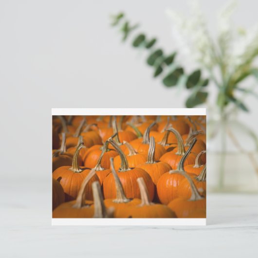 Pompoenplukken Briefkaart (Staand voorkant)