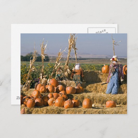 Pompoenscherm met hooibalen en spuitbussen briefkaart (Voorkant / Achterkant)
