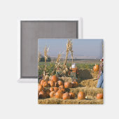 Pompoenscherm met hooibalen en spuitbussen magneet (Voorkant / Achterkant)