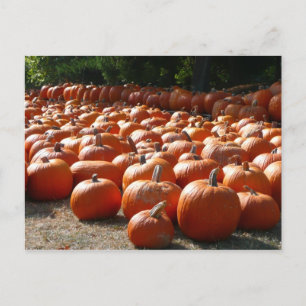 Pompoenveld Herfst Oogst Fotografie Briefkaart