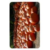 Pompoenveld Herfst Oogst Fotografie Magneet (Verticaal)