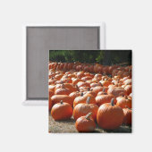 Pompoenveld Herfst Oogst Fotografie Magneet (Voorkant / Achterkant)
