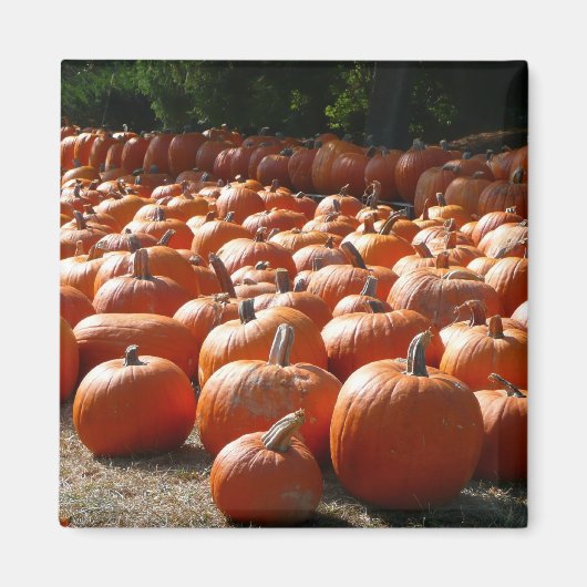 Pompoenveld Herfst Oogst Fotografie Magneet (Voorkant)