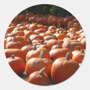 Pompoenveld Herfst Oogst Fotografie Ronde Sticker