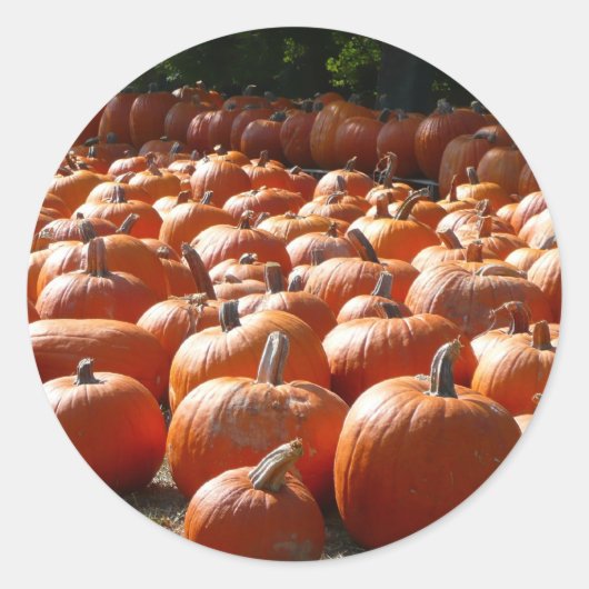 Pompoenveld Herfst Oogst Fotografie Ronde Sticker (Voorkant)