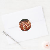 Pompoenveld Herfst Oogst Fotografie Ronde Sticker (Envelop)