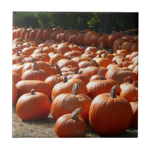 Pompoenveld Herfst Oogst Fotografie Tegeltje