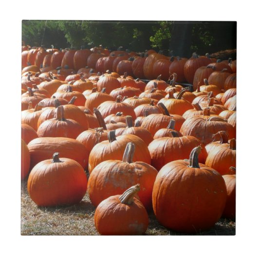 Pompoenveld Herfst Oogst Fotografie Tegeltje (Voorkant)