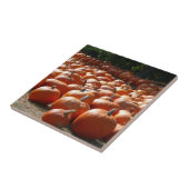 Pompoenveld Herfst Oogst Fotografie Tegeltje (Zijkant)