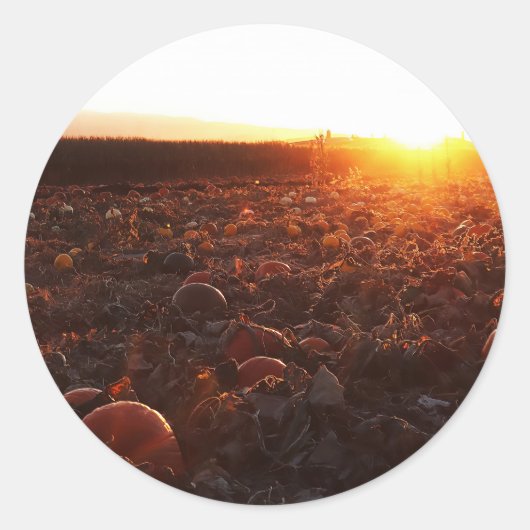 Pompoenveld Zonsondergang B Ronde Sticker (Voorkant)