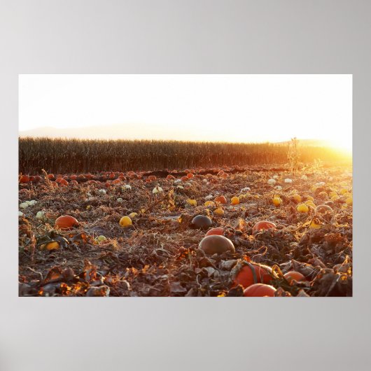 Pompoenveld Zonsondergang C Poster (Voorkant)