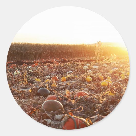 Pompoenveld Zonsondergang C Ronde Sticker (Voorkant)