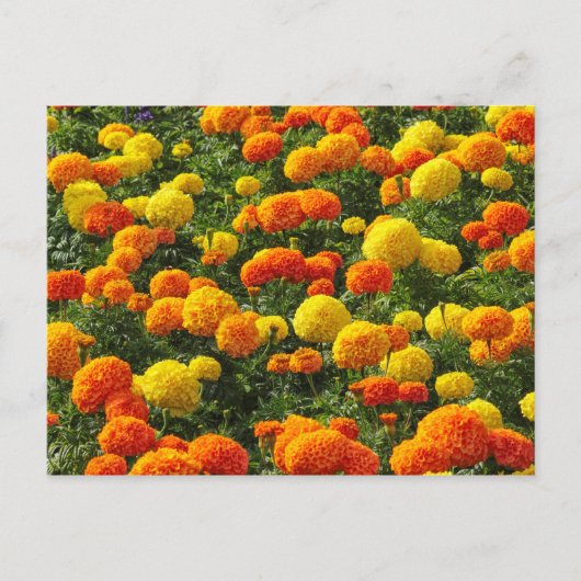 Pompom Chrysanthemums, Roath Park, Cardiff, Wales. Briefkaart (Voorkant)