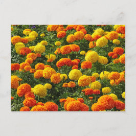 Pompom Chrysanthemums, Roath Park, Cardiff, Wales. Briefkaart