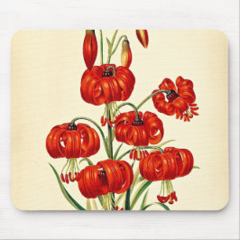 Pompone Red Lily  Botanisch Muismat