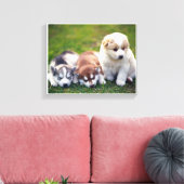 Pomsky puppies Canvas (Insitu (Woonkamer))