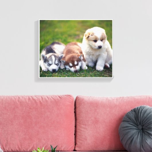 Pomsky puppies Canvas (Insitu (Woonkamer))