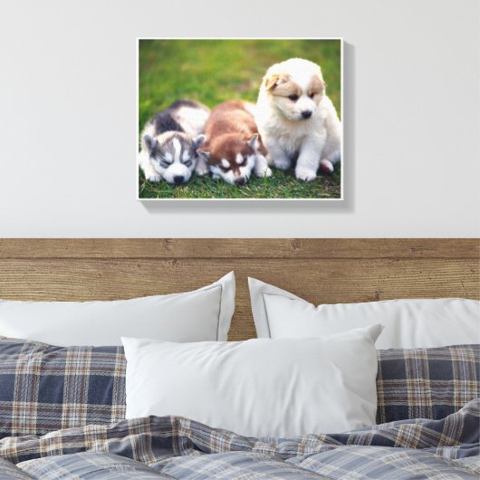 Pomsky puppies Canvas (Insitu (Slaapkamer))