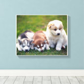 Pomsky puppies Canvas (Insitu (Houten vloer))
