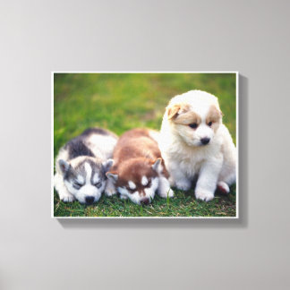 Pomsky puppies Canvas Afdruk