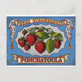 Ponchatoula, LA Aardbeien Briefkaart