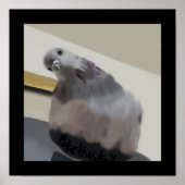 Poncho De Duif Poster (Voorkant)