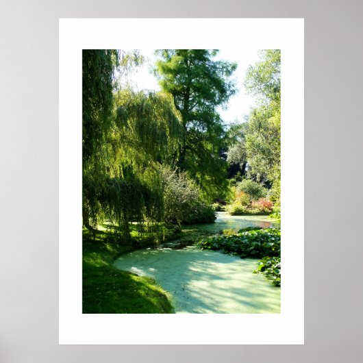 Pond bedekt met eendenkroos poster (Voorkant)
