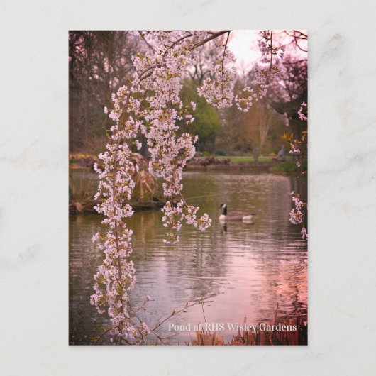 Pond bij RHS Wisley, Engeland Briefkaart (Voorkant)